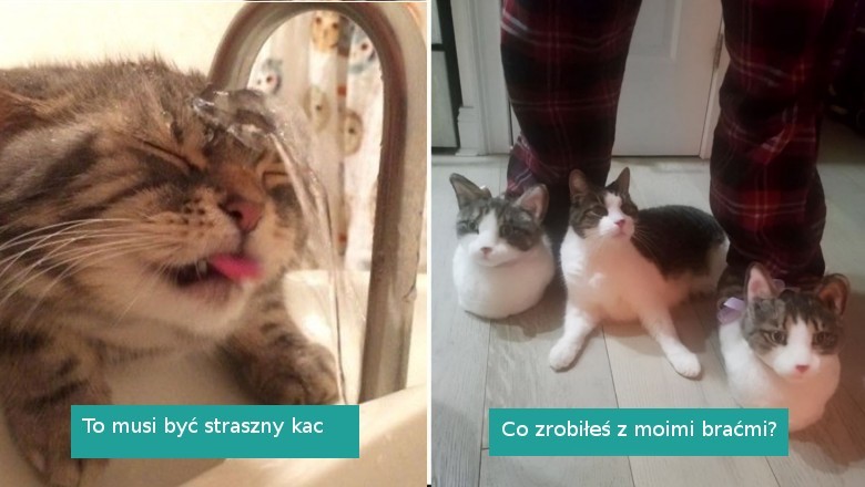 22 zdjęcia kotów, które pozostawiają więcej pytań, niż odpowiedzi
