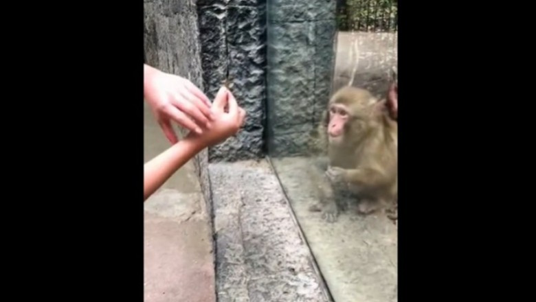 Kiedy pokażesz małpie sztuczkę, a ona nie wie co się stało
