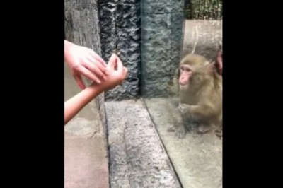 Kiedy pokażesz małpie sztuczkę, a ona nie wie co się stało