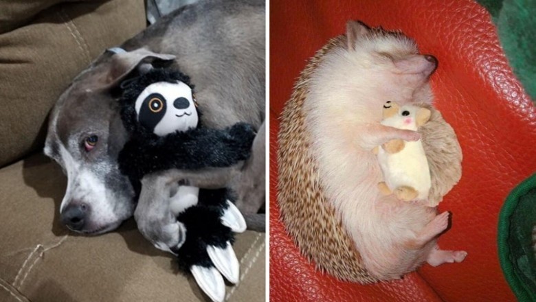 18 uroczych zwierzaków, które nie rozstają się ze swoimi ulubionymi zabawkami