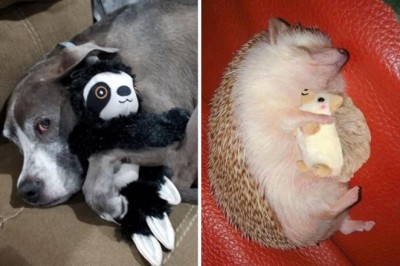 18 uroczych zwierzaków, które nie rozstają się ze swoimi ulubionymi zabawkami