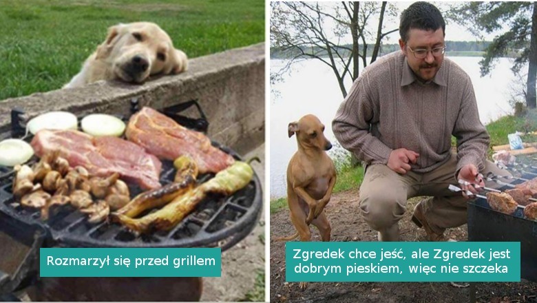 18 zabawnych zdjęć psów błagających o jedzenie. Ciężko jest im odmówić