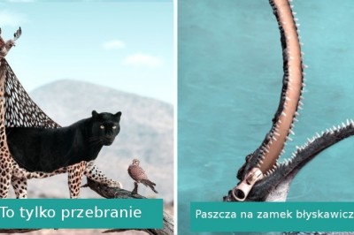Artysta dzięki swojej wyobraźni pokazuje co robią zwierzęta, kiedy ich nie widzimy