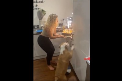 Kiedy wjeżdżasz z tortem niespodzianką, ale pies wszystko psuje 