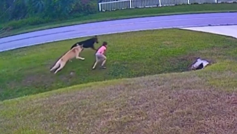 Dzielny pies broni dziecko przed atakiem innego psa