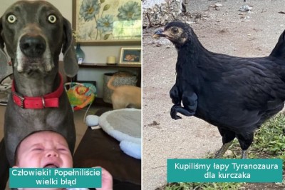 12 zdjęć przedstawiających czystą komedię