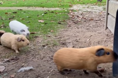 Codzienna porcja ciekawych i zabawnych filmików #617