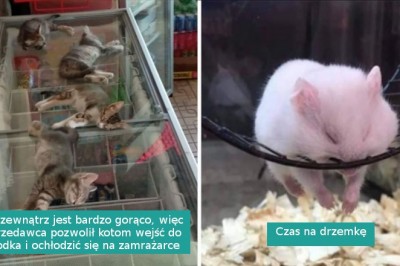 16 zwierzaków przyłapanych na słodkiej drzemce w nietypowych miejscach