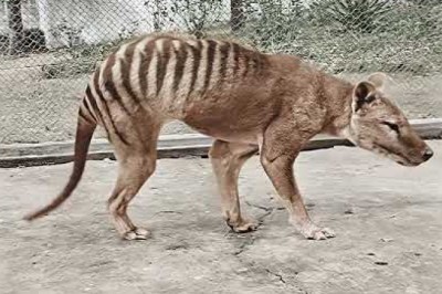 Codzienna porcja ciekawych i zabawnych filmików #619