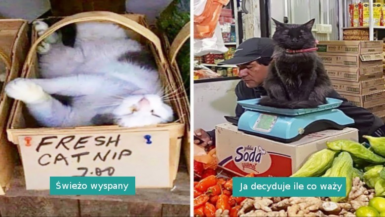 18 uroczych i zabawnych kotów sklepowych, które wyglądają jakby rządziły tym miejscem