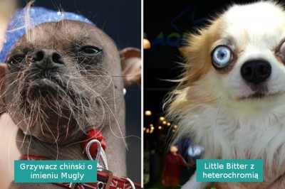 17 „brzydkich psów”, które są bardziej urocze, niż można się spodziewać