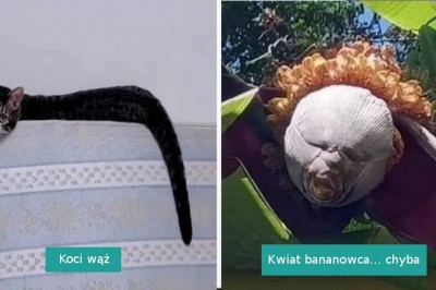 15 mylących zdjęć, które zmusiły nas do wytężenia mózgu