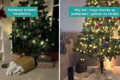 16 niezwykle uroczych zwierzaków, które zostały gwiazdami świąt