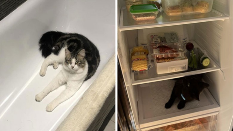 15 osób, które podzieliły się zdjęciami z serii „mój dom, nie mój kot”