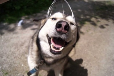 Codzienna porcja ciekawych i zabawnych filmików #633