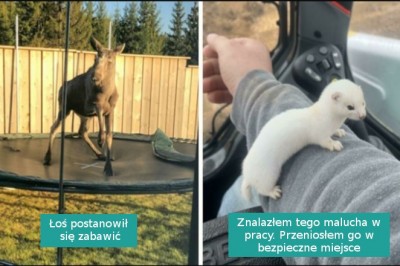 18 osób, które zostały miło zaskoczone przez dzikie zwierzęta