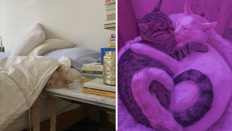 16 zdjęć kotów, które mogą uprzyjemnić twój dzień