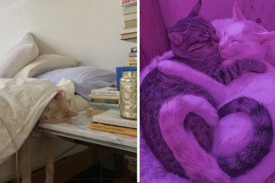 16 zdjęć kotów, które mogą uprzyjemnić twój dzień