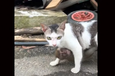 Codzienna porcja ciekawych i zabawnych filmików #641