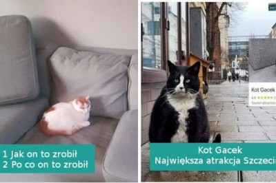 15 zabawnych i chaotycznych kotów, które chodzą własnymi ścieżkami