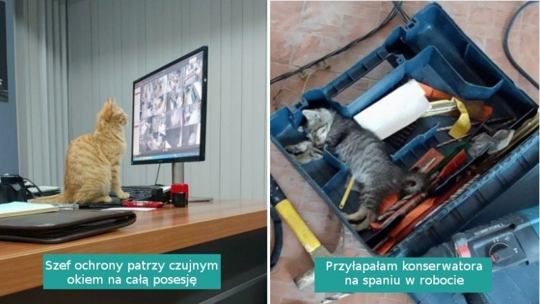 16 kotów, które zasługują na miano wzorowych pracowników
