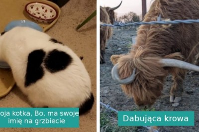 14 sytuacji, w których życie ufundowało ludziom darmowe przedstawienie