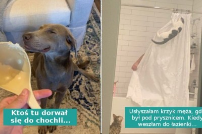 18 zwierzaków, które nieźle nabroiły, ale są zbyt urocze, żeby się na nie złościć