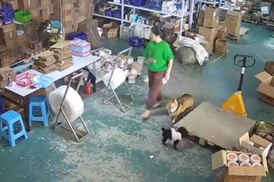 Kot wkracza do akcji, kiedy jego kumpel jest oklepywany