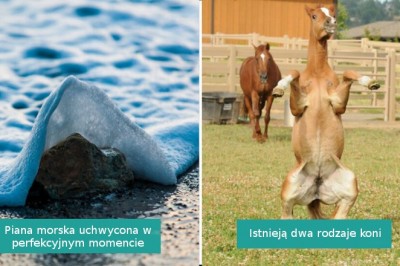 16 zdjęć zrobionych w perfekcyjnym momencie pokazujących coś niecodziennego