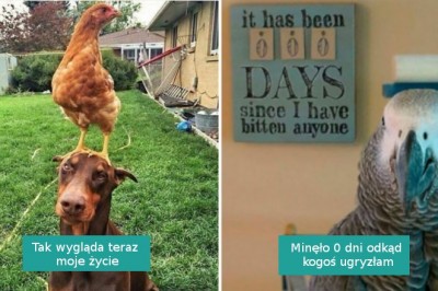 15 bezczelnych ptaków, które nie boją się postawić na swoim