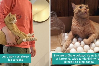 16 rudych kotów, które pokazały jak nieprzewidywalne potrafią być