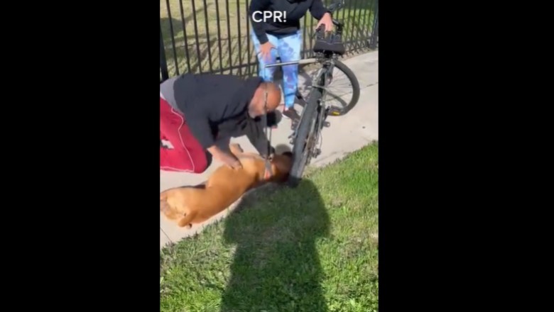Gość uratował przypadkowego psa, który zemdlał na chodniku
