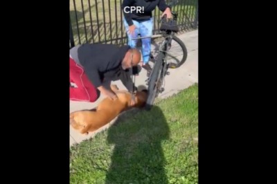 Gość uratował przypadkowego psa, który zemdlał na chodniku