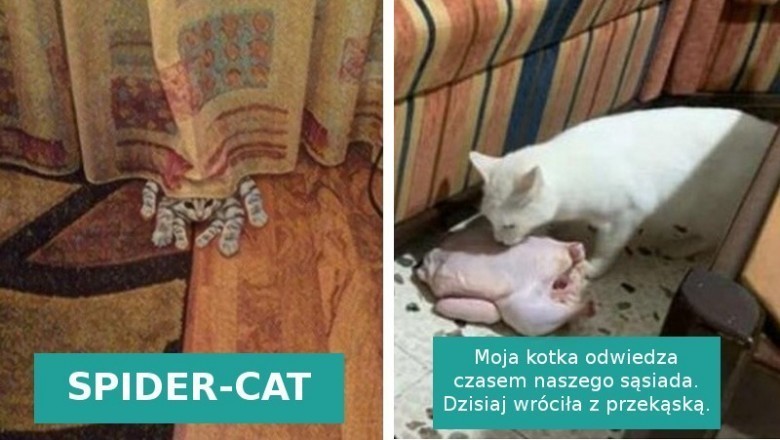 15 zdjęć pokazujących, że koty wprost uwielbiają „trollować” swoich właścicieli