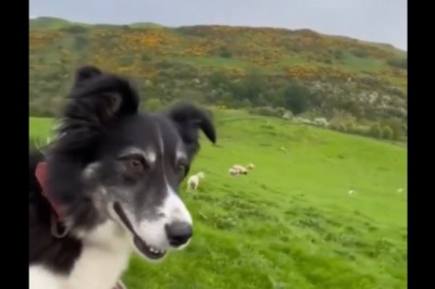 Szczęśliwy pies wraca do pracy po tygodniu urlopu