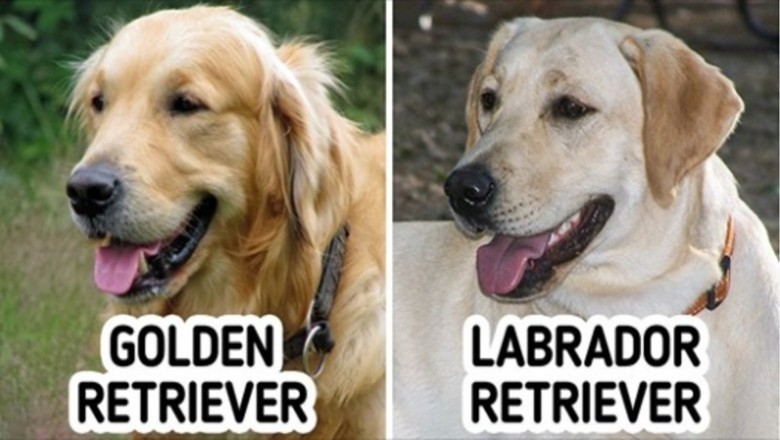 Te rasy psów są tak do siebie podobne, że nawet miłośnik psów może je pomylić