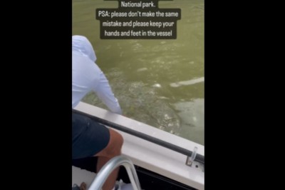 Chciał drażnić rekiny. Szybko tego pożałował