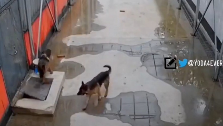 Pies wzywa pomoc do swojego kumpla psa. Mądra psina