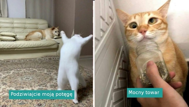 17 kotów, które zachowywały się tak dziwnie, że właściciele postanowili zrobić im zdjęcie  Edytuj 