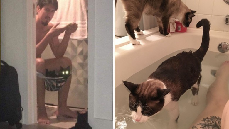18 kotów, które zupełnie nic sobie nie robią z prywatności swoich właścicieli