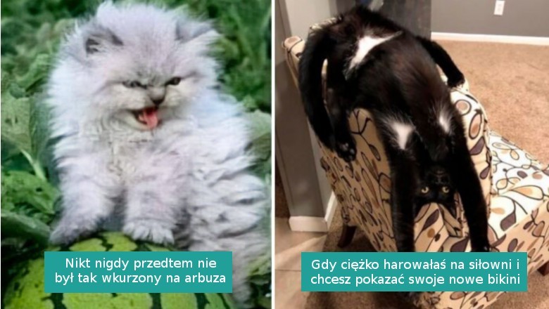 16 zdjęć i memów z kotami na poprawę nastroju