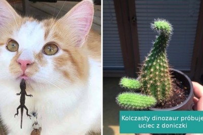 14 zdjęć działających niczym antydepresanty. Nietypowe ujęcia, które rozbawią każdego