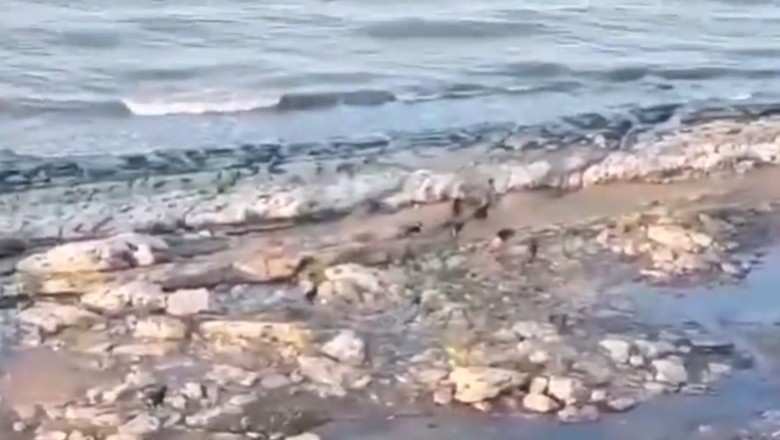 Sfora psów atakuje przypadkowego turystę na plaży