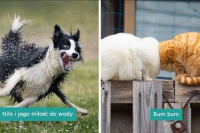 Zobacz najlepsze zdjęcia zwierzaków w konkursie Comedy Pet Photo Awards