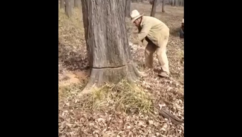 Musieli ściąć drzewo, żeby uratować psa. Jak on tam wlazł?