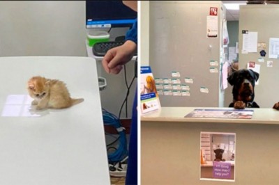 15 uroczych i zabawnych momentów z gabinetów weterynarzy