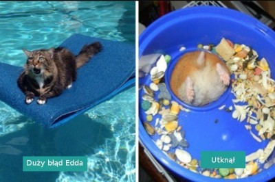 18 zabawnych zwierzaków, które utknęły i potrzebowały ludzkiej pomocy