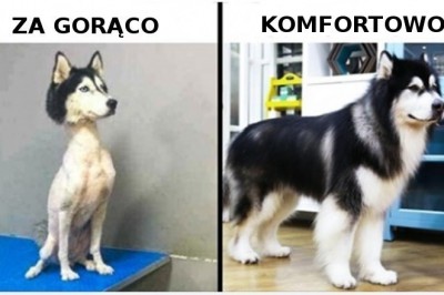 10 popularnych mitów na temat psów, w które nie powinno się wierzyć bezgranicznie