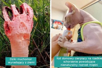 16 momentów, w których natura pokazała nam nowe cuda