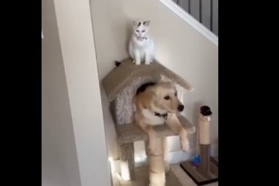 Pieseł któremu wydaje się, że jest kotem